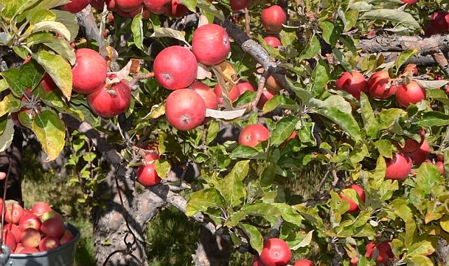 Niğde'nin misket elması 12 ülkeye ihraç ediliyor