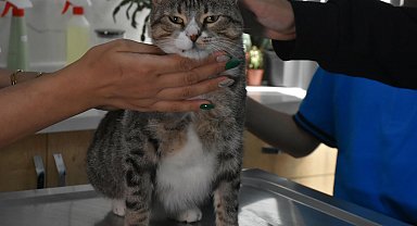 Ortaokul öğrencileri, yaralı kedi 'Kurabiye'nin tedavisi için harçlıklarını biriktirdi