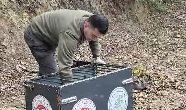Otomobilin çarptığı karaca, tedavisi sonrası doğaya bırakıldı