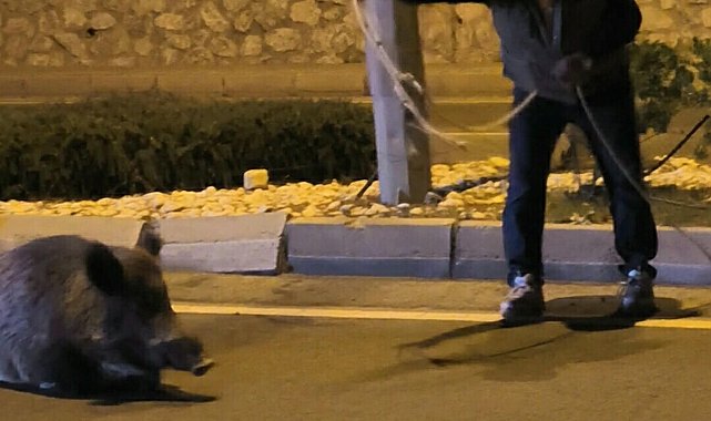 Otomobilin çarptığı yaban domuzunu kementle yol kenarına çekmeye çalıştı