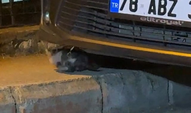 Otomobilin motor kısmına sıkışan yavru kedi kurtarıldı