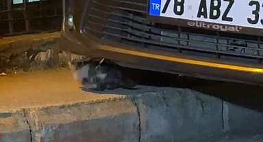 Otomobilin motor kısmına sıkışan yavru kedi kurtarıldı