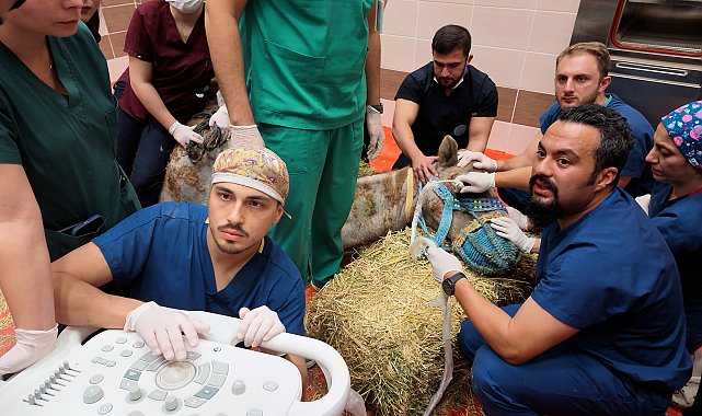 Retina rahatsızlığı bulunan deveye kök hücre tedavisi