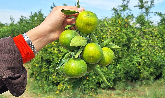 Rusya-Ukrayna savaşı nedeniyle etkilenen mandalina ihracatına TIR çözümü