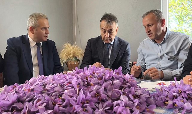Safranbolu'da safran hasadı sürüyor; kilosu 800 bin TL