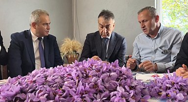 Safranbolu'da safran hasadı sürüyor; kilosu 800 bin TL
