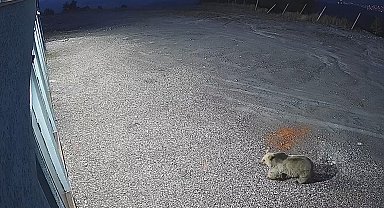 Sarıkamış'ta bozayı kameralara yansıdı