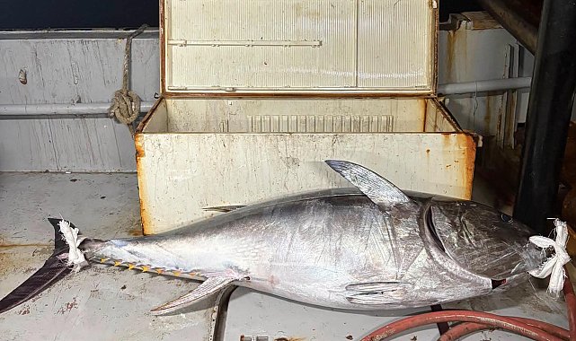 Saros Körfezi'nde oltayla 175 kiloluk orkinos yakalandı