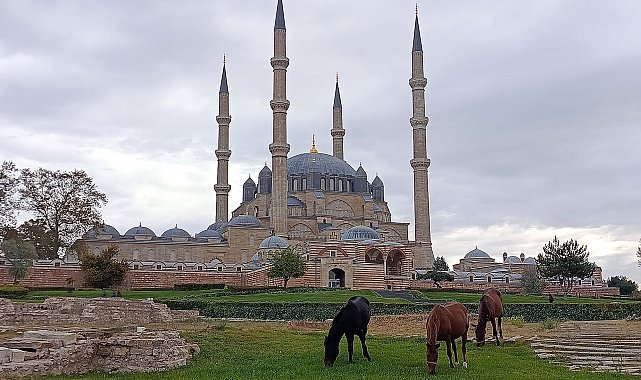 Selimiye Camisi meydanında başıboş 3 at otlarken görüldü