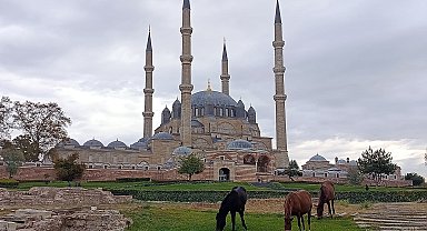 Selimiye Camisi meydanında başıboş 3 at otlarken görüldü
