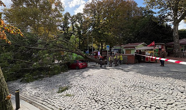 Şişli'de ağaç park halindeki otomobilin üzerine devrildi -2 Fotoğraf eklendi