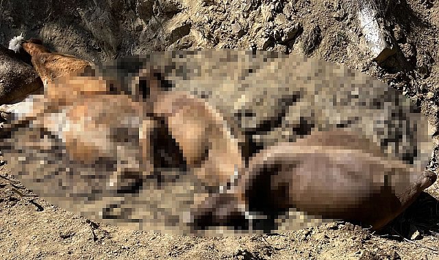 Sivas'ta 16 büyükbaş, 2 metre yükseklikten düşerek öldü