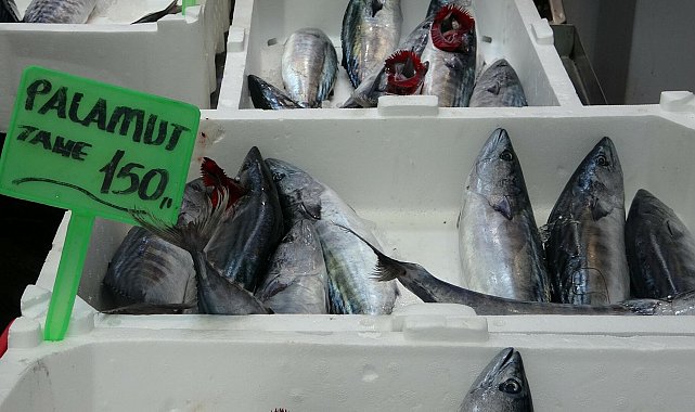 Suların hızlı soğuması, Çanakkale Boğazı ve Marmara'da palamut avcılığını geciktirdi