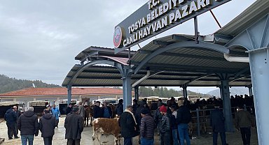 Tosya'da Hayvan Pazarı Şap nedeniyle kapatıldı
