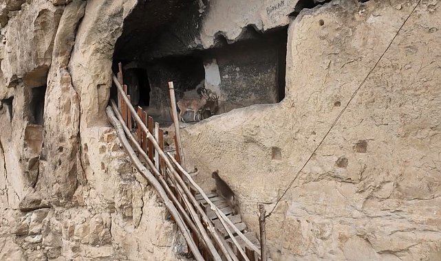Tunceli'de 25 odalı tarihi 'İn Delikleri'ne tırmanan yaban keçileri dronla görüntülendi
