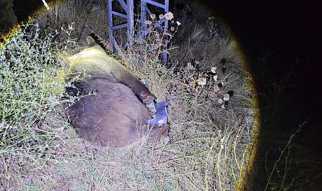 Tunceli'de cipin çarptığı ayı öldü