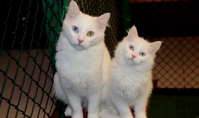 Van Kedi Villası'nda yavru mesaisi bitti, sahiplendirme başladı
