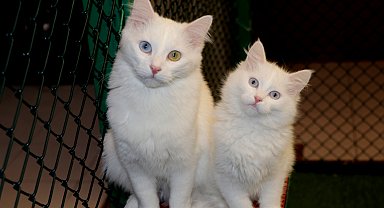 Van Kedi Villası'nda yavru mesaisi bitti, sahiplendirme başladı