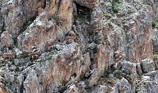 Yaban keçileri Keşiş Dağları'nda sürü halinde görüntülendi