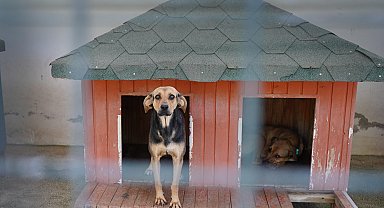 Yangında kurtarılan köpekler yuva bekliyor