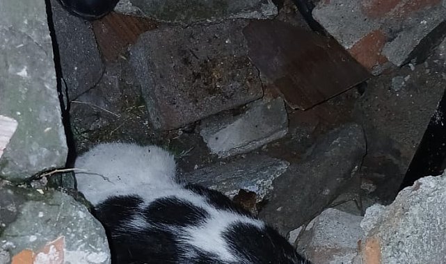 Yıkılan binanın enkazında sıkışmış halde bulunan kedi kurtarıldı