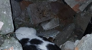 Yıkılan binanın enkazında sıkışmış halde bulunan kedi kurtarıldı