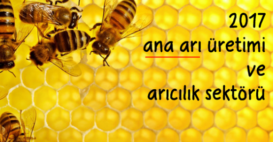 Ana arı üretimi 2017 ve Türkiye'de arıcılık