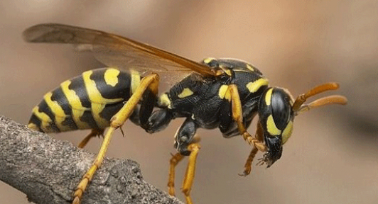 Eşek Arıları Nasıl Canlılardır?