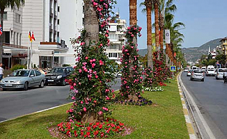 Alanya daha renkli olacak, 250 bin çiçek dikiliyor