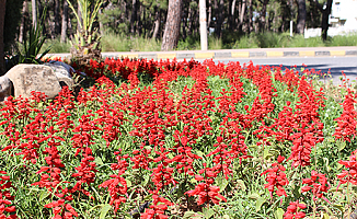 Manavgat’a 186 bin adet mevsimlik çiçek dikimi yapılıyor
