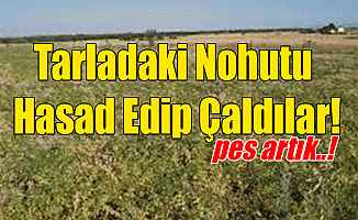 Tarladaki Nohutu Hasad Edip Çaldılar!