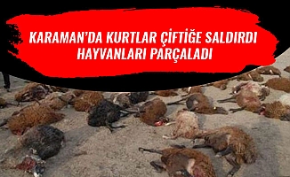 KARAMAN’DA KURTLAR ÇİFTİĞE SALDIRDI HAYVANLARI PARÇALADI