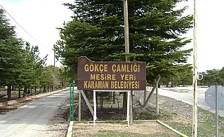 Gökçe Çamlığı