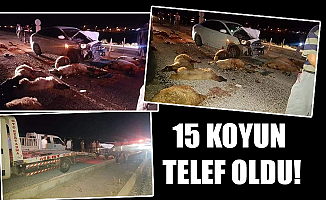 15 KOYUN TELEF OLDU!