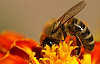 Ana arı üretimi ve kullanımı 2017