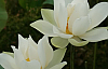 Lotus bitkisi ve inanılmaz özellikleri