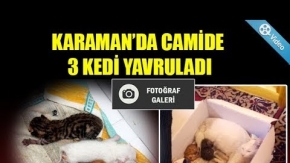 KARAMAN’DA CAMİDE 3 KEDİ YAVRULADI